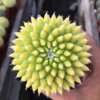 [Direct supply of the base] Home Furnishing Flower Plant Potted Flower Green Plant Fairy Ball Plants Welcome to Spring