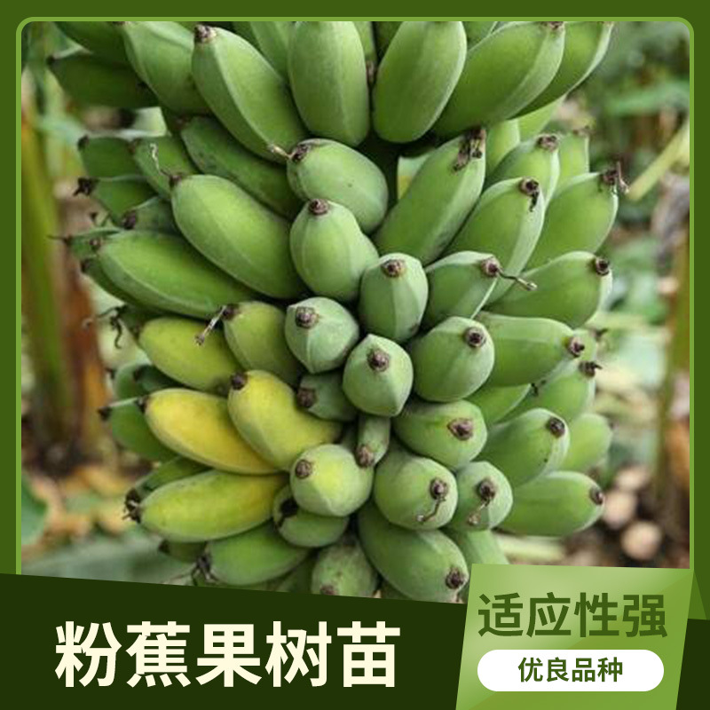 广西苗圃包邮批发南方种植水果粉蕉组培苗 当年结果 采购产地批发|ms