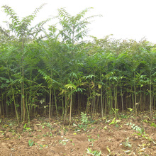 ���ۼt���㴻С�� ���������㴻�����l���� 2025���㴻��������