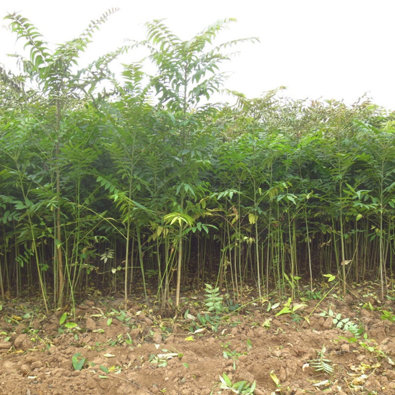 Selling Red Oil Fragrant Camphor Seedlings, Dwarf Greenhouse Fragrant Camphor Seedlings Wholesale Base, 2025 Fragrant Camphor Sapling Market Selling Red Oil Fragrant Camphor Seedlings, Dwarf Greenhouse Fragrant Camphor Seedlings Wholesale Base, 2025 Fragrant Camphor Sapling Market