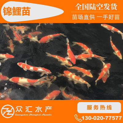 低价批发锦鲤鱼苗 日本锦鲤 红白锦鲤鱼苗 小草金鱼 淡水观赏鱼|ru