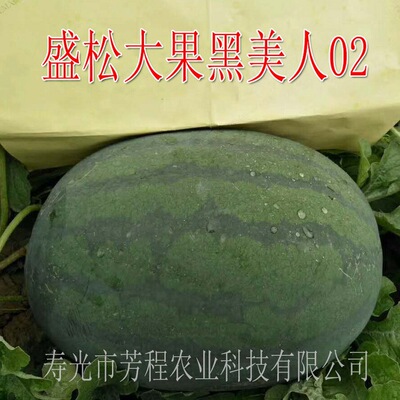 200 fruit seed Large fruit Black Beauty 02 Watermelon Seeds