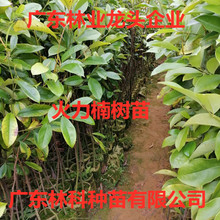 苗木园林基地绿化树绿化植物火力楠苗造林醉香含笑种苗绿化工程苗