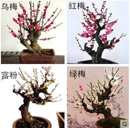 Красная слива цветок саженец бонсай пень старый пень зима родной саженец земля посадка Кость красный цветок сливы Крытый зеленые посадки