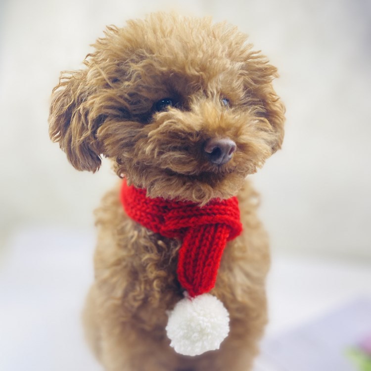 Autumn&Winter Season Fashion Style Fashion Yarn Christmas Color Block Pet Scarf