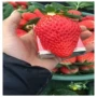 香甜采摘红颜早熟草莓苗