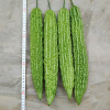 Thailand hybrid bitter gourd seed manufacturers wholesale bitter gourd seeds Seedn green No. 1 bitter gourd seeds