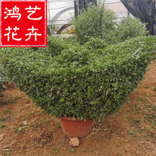 元宝造型菊花 红色黄色国庆菊盆苗价格 种植基供应工程景观景致