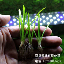 沉水植物 沉水植物品牌 图片 价格 沉水植物批发 阿里巴巴