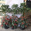 Base direct batch of wealthy seeds seedlings red, blue umbrella, tall and short, indoor and outer potted New Year flower plants, red and red fire