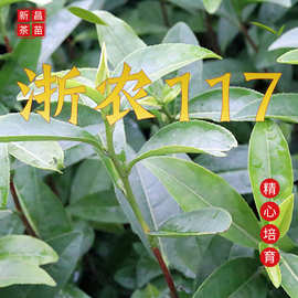 浙农117茶苗  高产量龙井毛尖绿茶苗 浙农117茶叶苗 浙江早茶树苗