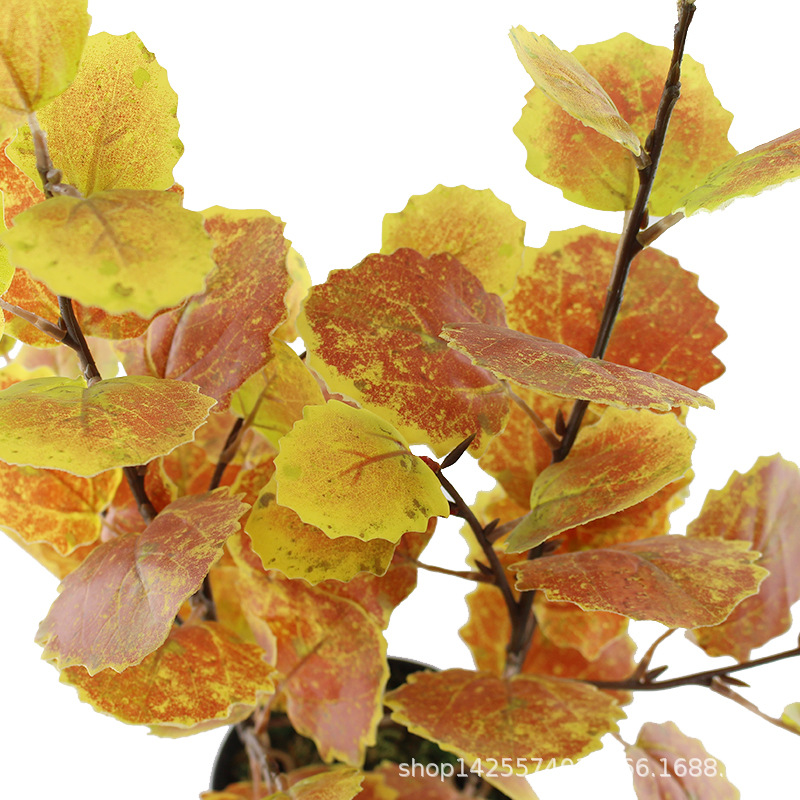 XRB-046 欧洲山杨四叉枝5.jpg