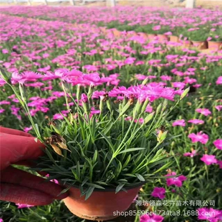 欧石竹花海绿化草坪 花期长耐旱耐寒 青州草花庭院小区绿化