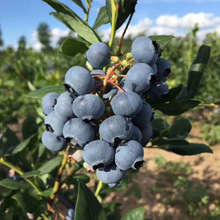 蓝莓基地批发果树苗当年结果蓝莓苗 兔眼蓝莓果苗 南北方种植