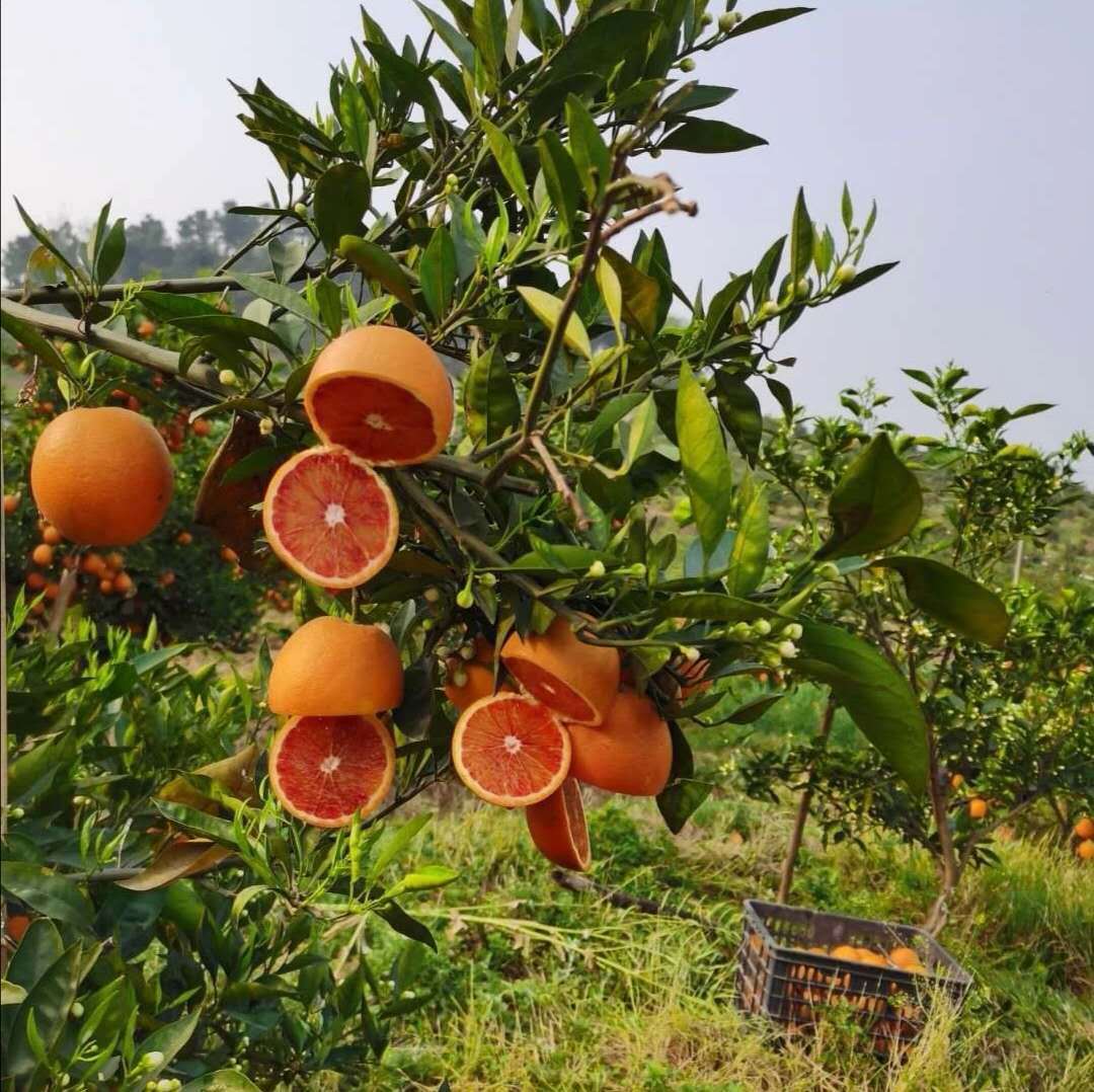 21153873250_944498898