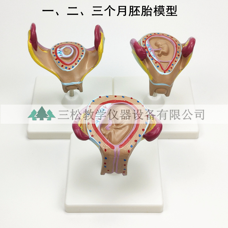 人体胚胎发育模型2_副本