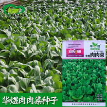 肉肉菜种子 农田菜园基地种肉厚上海青油菜蔬菜籽