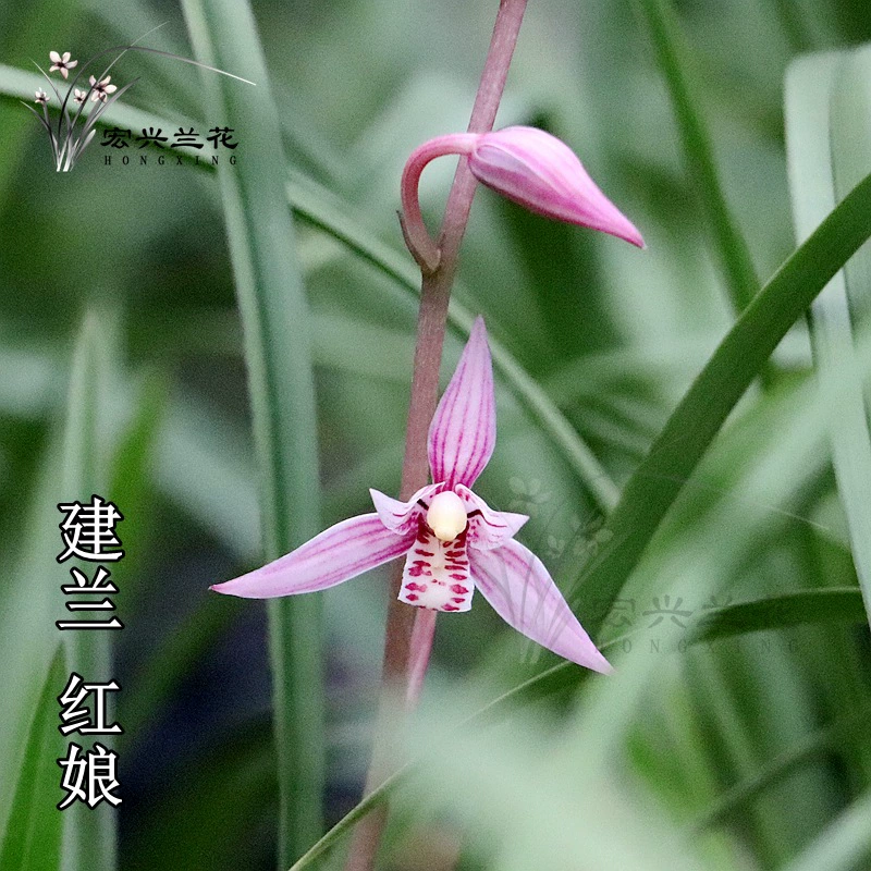 Jianlan Four Seasons Орхидея Сафлор Сорта Hongniang Luzhou-аромат Рассада орхидеи Крытый Зеленый Посадка Цветочное растение в горшке
