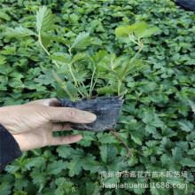 ���~ί��� ���~ί��˾G�������� �o�²� �����OӋ�ر��ݻ�