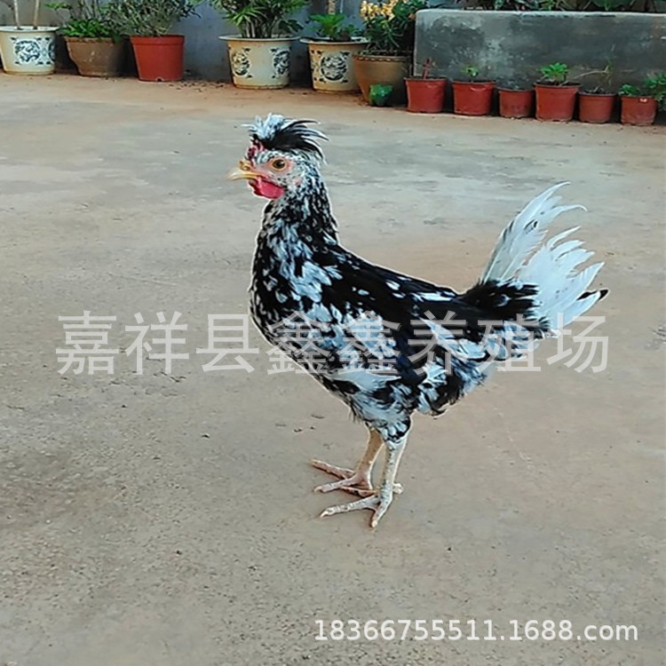 江苏省成年的贵妃鸡出售 一斤多的珍珠鸡价格 2个月贵妃鸡苗价格