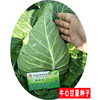 Xing Vegetable Chunfeng cabbage heart cabbage seeds chicken heart cabbage Cabbage cabbage big vegetable seed seed seed seed spring autumn and winter rapeseed