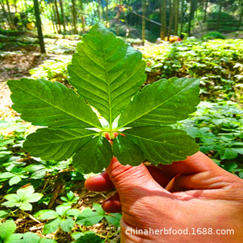 Wild Jiaogulan Tea Gynostemma Pentaphyllum 500g Bitter Seven Leaf and Sweet Five Leaf Buds Dried Loose Herbal Tea key features