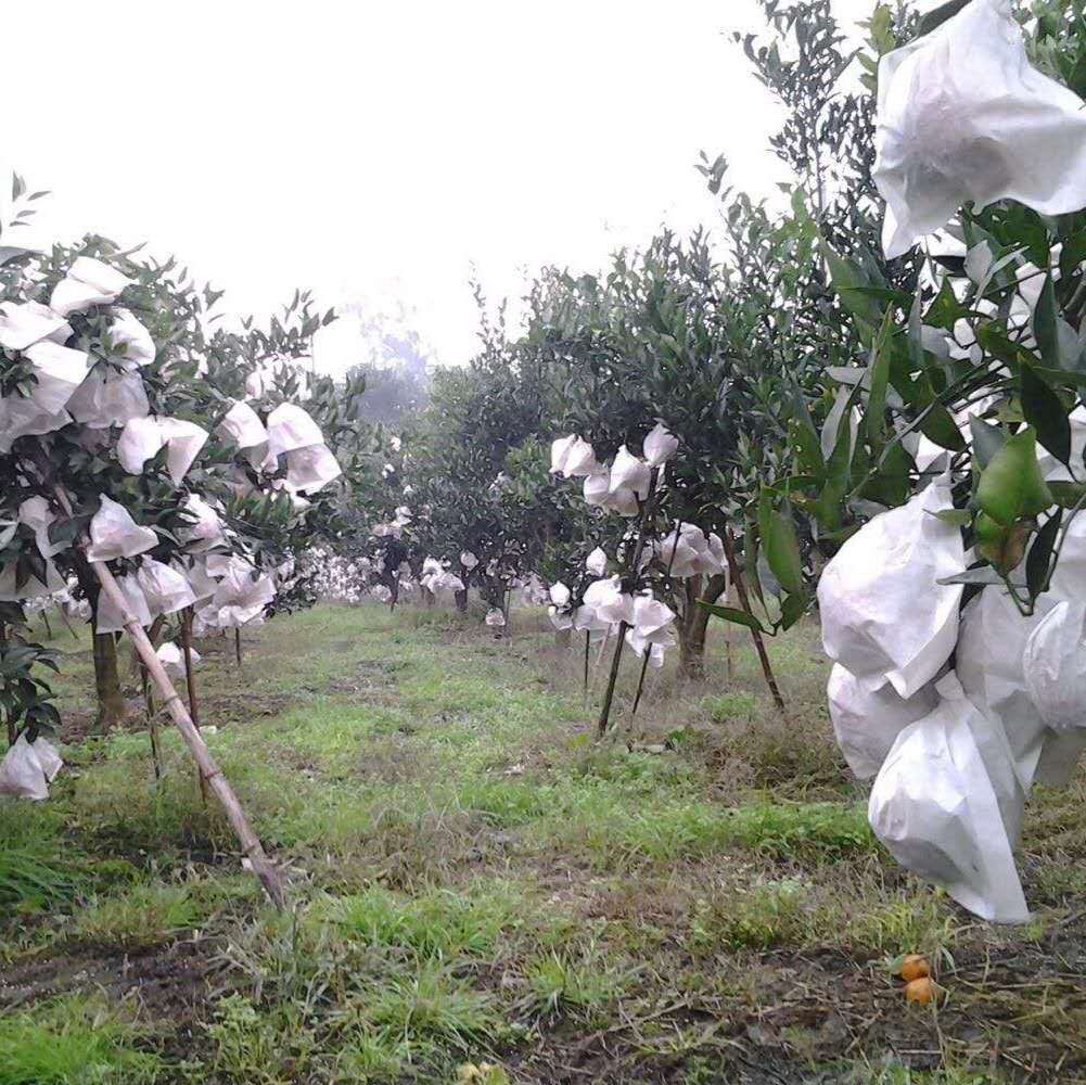 Саженец золотой осени 2