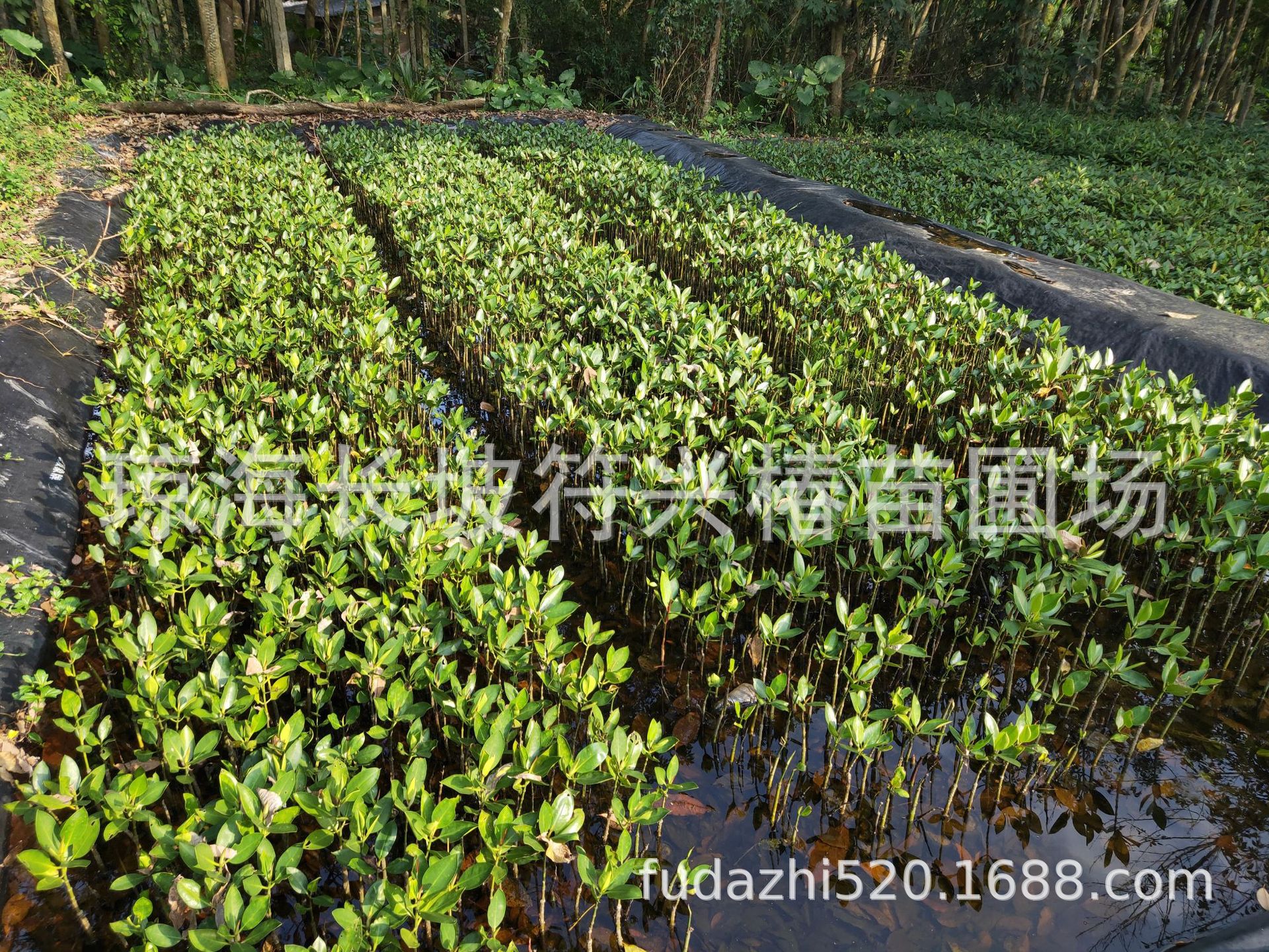 长期批量销售滩涂防风护林树种红海榄-阿里巴巴