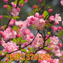 山樱花种子 山樱花种子品牌 图片 价格 山樱花种子批发 阿里巴巴