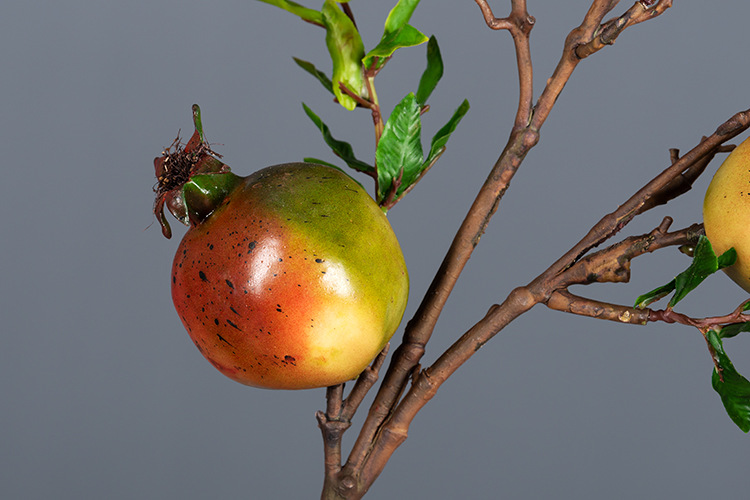 经典5头石榴 红绿色_03.jpg