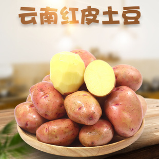 Юньнань Хонгпи Порошечный клейкий маленький картофель посылает 5 фунтов фермерских хозяйств для выращивания порошкового клейкового картофеля свежие овощи красочный картофель
