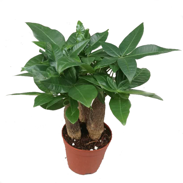 Fortune Tree Popular Plants Office Purifying the Air Four Seasons…