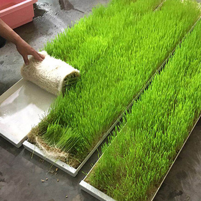 小麥種子 豆芽菜 育苗盤大麥苗草種籽芽苗菜種植 無土栽培設備