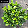 [Base directly batch] Gardenia flower series indoor balcony evergreen planting potted plants with buds to purify air plants