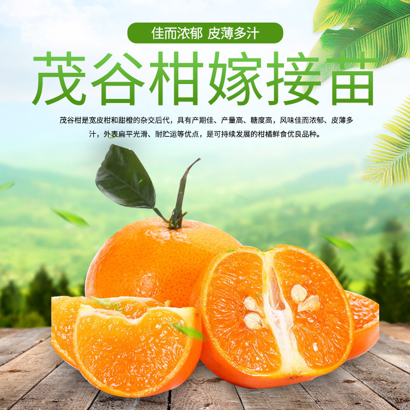 Guangxi Nursery base New products murcott Grafted Then Result Late-maturing Citrus murcott On behalf of