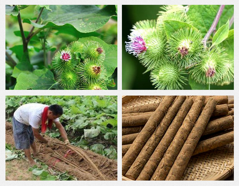 Burdock Root Tea Niu Bang Cha Golden Sliced Arctium lappa Loose Herbal Tea 500g from Shandong preparation