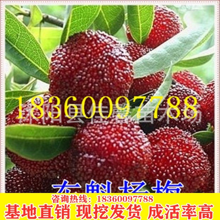 果树苗木/果树种苗 特级杨梅树苗- 正宗东魁杨梅苗 果苗批发|ms