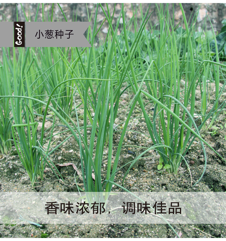 四季小葱03-2