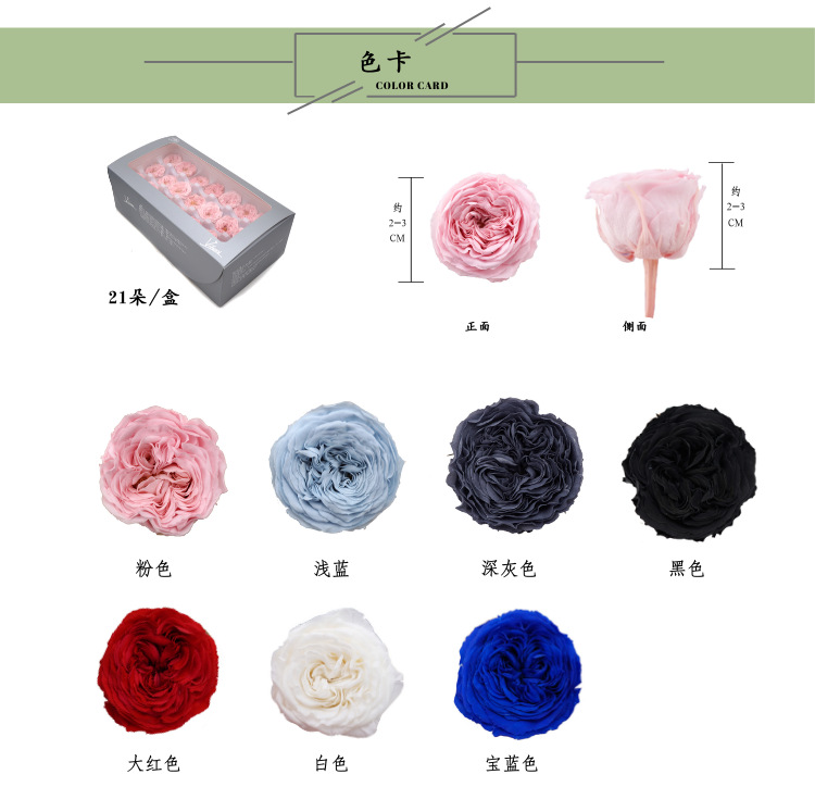 优雅绽放的不落贵族 副本 副本