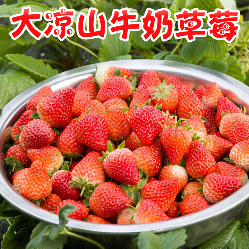 四川大凉山露天草莓应季新鲜水果奶油冬草莓现摘现发整箱一件代发