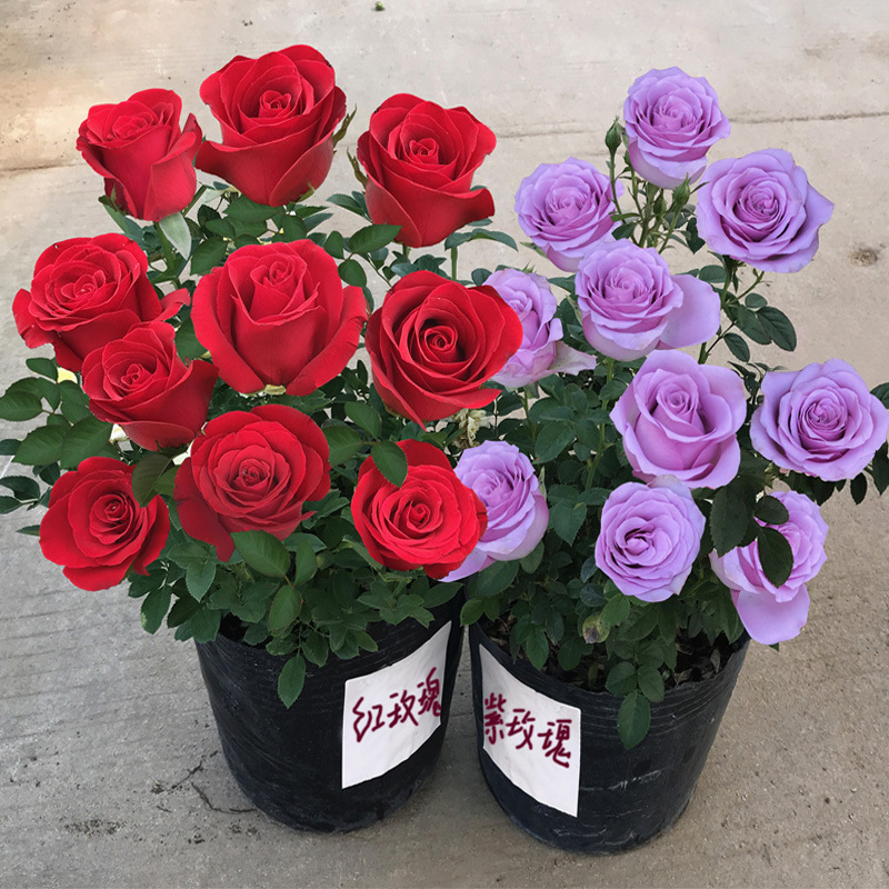 玫瑰花苗带花苞花卉观花绿植物室内阳台盆栽大花月季蔷薇四季开花|ms