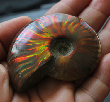 Natural colorful snails to play with, colorful snail fossils to play with, handle pieces, good luster, ammonite fossils