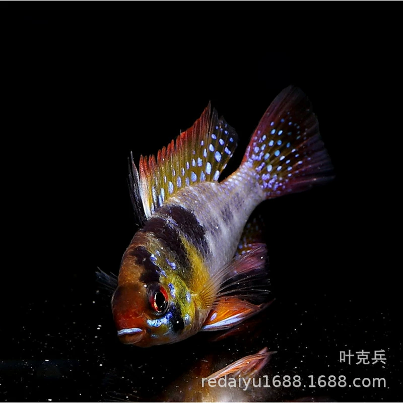 Тропические Декоративные Рыбы Оптом Большой Короткий Лещ Рыба Голландский Феникс Рыба