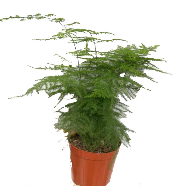 Bamboo Plant wholesale Office Green Plant Potted Flower Flower…