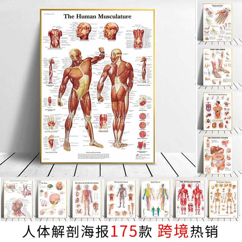 速卖通跨境人体解剖海报 骨骼肌肉英文图表科普教学办公装饰画|ms