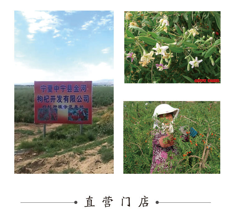Ningxia Zhongning Goji Berries Premium Large Dried Fruit 250g Bag Ready to Eat in use
