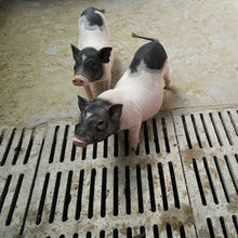 巴马香猪幼崽活体农家散养巴马香猪种猪成年香猪巴马香猪活苗