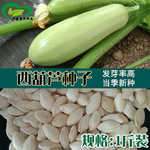 西葫芦种子 农田菜地种植当季蔬菜西葫芦籽耐寒翠绿