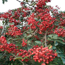 大红袍花椒苗 批发花椒苗 大红袍花椒苗基地 出售嫁接无刺花椒苗