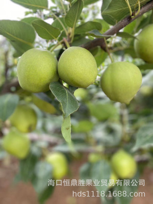 【陝西直發】陝西精品早酥梨4.5-5斤壹件 全國包郵 偏遠地區不發